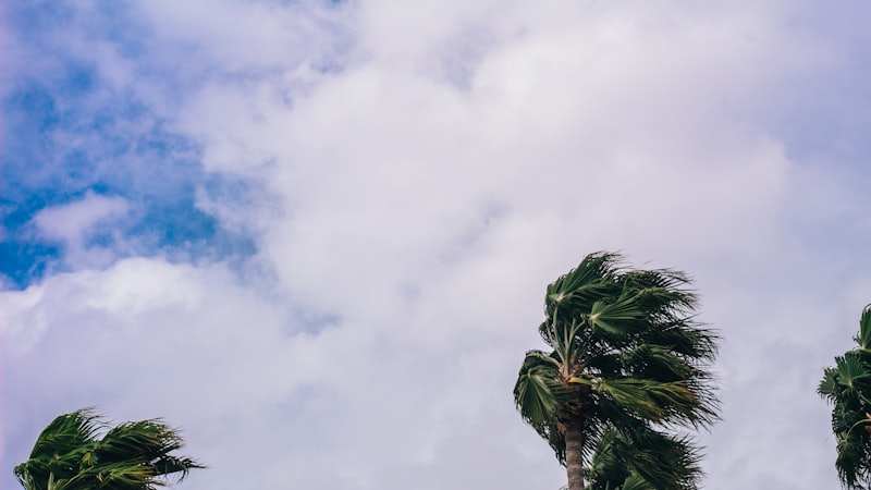 Palm trees bending in strong wind under a grey, cloudy sky.